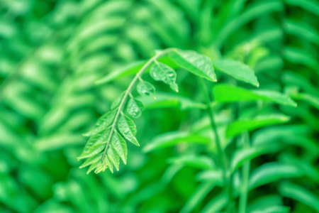 green leaves spring nature  spring wallpaper  background