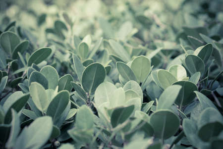 tropical leaves  foliage at sunrise   nature ,wallpaper backgroundの写真素材
