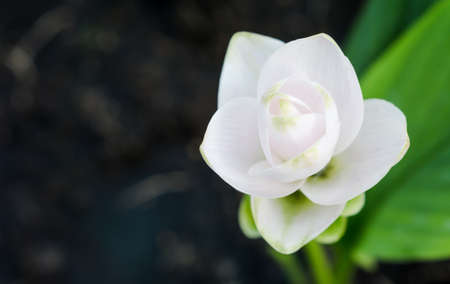 White tropical flower on dark backgroundの写真素材