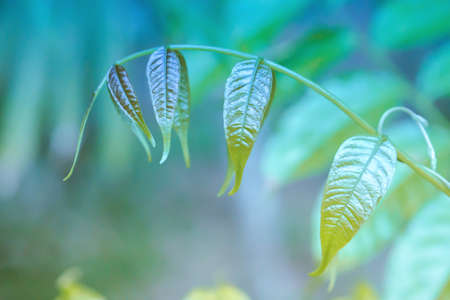 Green leaves spring nature wallpaper backgroundの写真素材