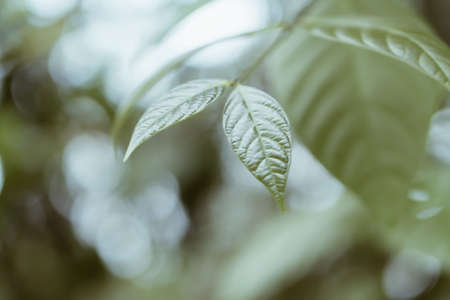 green leaves  in the  forest  at  sunrise with white bokeh light  useful for wallpaper , fresh nature background の写真素材