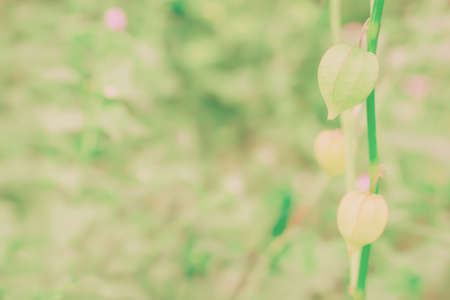 Spring grass flower  wallpaper  nature spring  photo    background  の写真素材