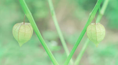 spring grass  flower   nature background  の写真素材