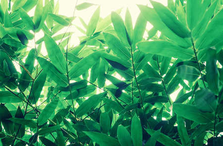 Green bamboo leaves nature backgroundの写真素材