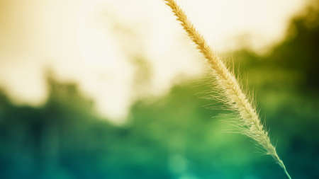 Spring grass flower at sunrise fresh nature background
