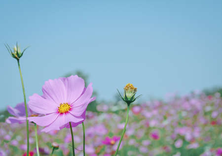 pink cosmos flower blooming  with pink bokeh backgroundの写真素材