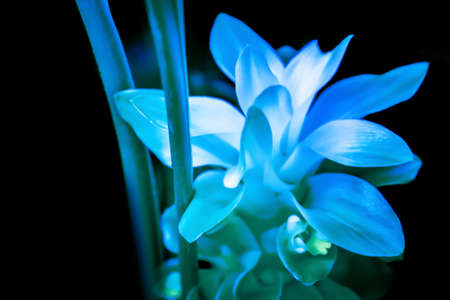 blue flower  abstract   spring nature backgroundの写真素材