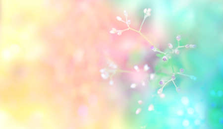 small violet grass flower blooming colorful abstrat rainbow wallpaper  nature  background