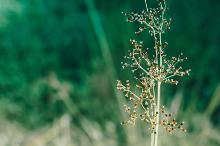grass flower  blooming fresh  spring nature background