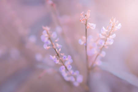 soft focus grass flower spring nature outdoor photo relax background