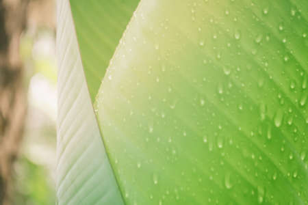 Soft  focus green leaves  spring  nature relax  photo background