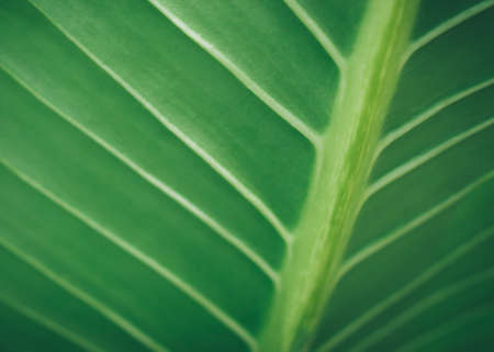 green leaf nature  wallpaper  background