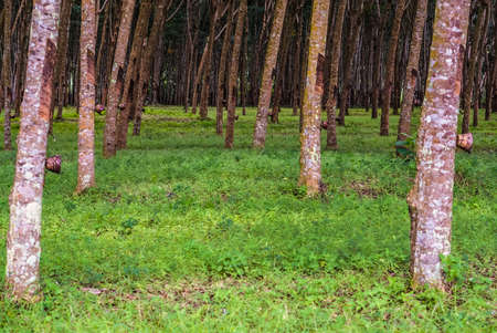 rubber tree,rubber plantation in Thailandの写真素材