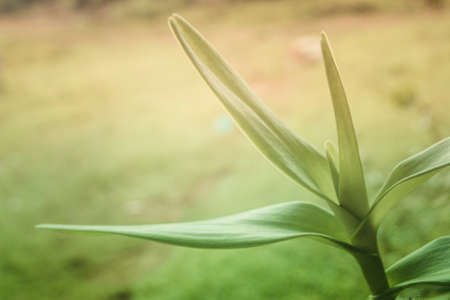 Soft  focus green leaves  spring  nature relax  photo backgroundの写真素材