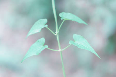 Soft  focus green leaves  spring  nature relax  photo backgroundの写真素材