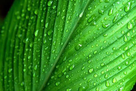 green leaf with dew drop after rain   fresh nature background