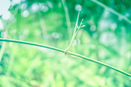 bamboo branches with dew drop and green light bokeh backgroundの写真素材