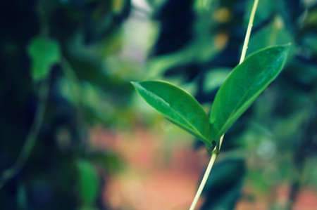 Blur of green leaves  and bokeh spring nature backgroundの写真素材