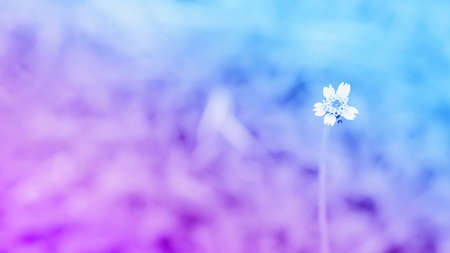 blue and purple  two tone color  with little white  flower grass  abstract spring nature backgroundの写真素材