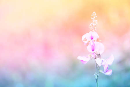 pastel color grass flower spring,summer nature backgroundの写真素材