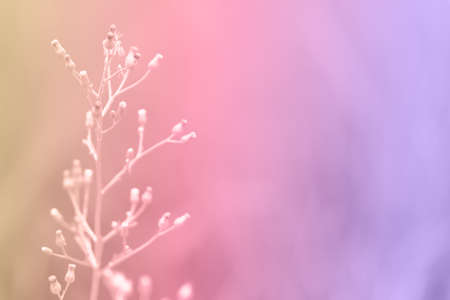 Soft focus Grass Flower  abstarct spring ,summer ,autumn nature wallpaper backgroundの写真素材