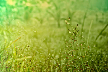 grass flower  fresh  nature spring ,autumn ,summer wallpaper relax photo  backgroundの写真素材