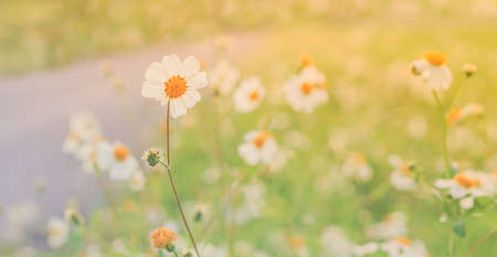 little white grass flower blooming  at sunrise spring nature wallpaper  relax nature backgroundの写真素材