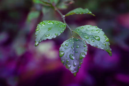 green leaves with dew drops  nature wallpaper backgroundの写真素材
