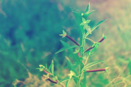 grass flower spring nature relax wallpaper background