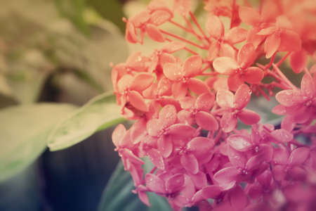 red flower blossom spring nature backgroundの写真素材