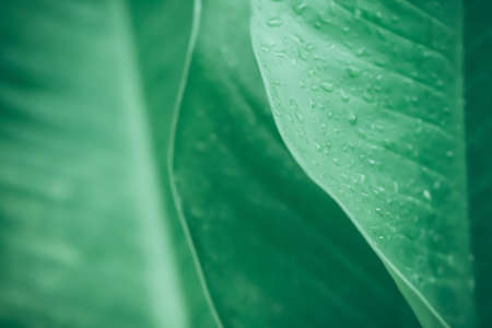 green leaves texture after rain  fresh spring nature relax photo  wallpaper  soft focusの写真素材