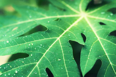 green leaves  backgroundの写真素材