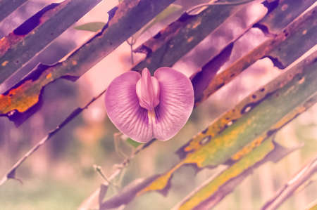 wild puple flower blooming  in nature relax spring nature wallpaper background