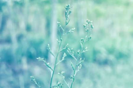 soft focus  wild grass flower  relax  nature wallpaper backgroundの写真素材