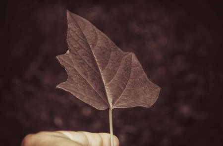 green leaves  on hand    abstract  nature   background