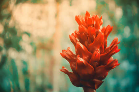 red wild flower blooming with blue colorful bokeh backgroundの写真素材