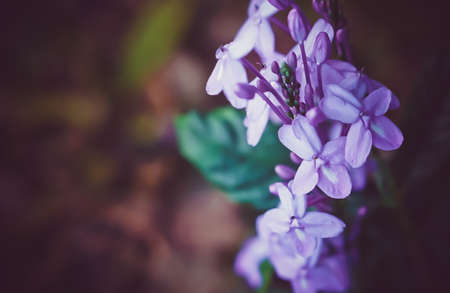 soft focus violet flower relax spring nature wallpaper background
