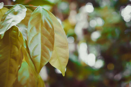 green leaves with sunrise bokeh abstract nature wallpaper background