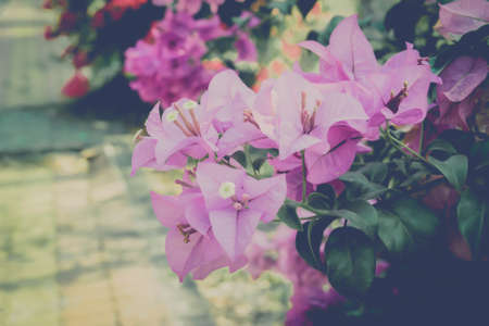 Purple ,violet color of   Paper flower, Bougainvillea bloomingの写真素材