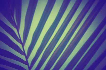 green leaves  texture   abstract  nature   background