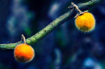 two yellow eggplant  on branch   abstract fresh nature wallpaper background