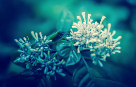 white wild  flower  blooming   spring nature wallpaper  background