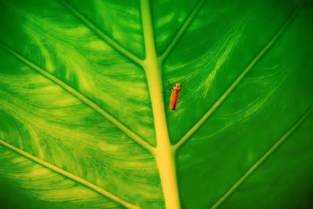 green leave with orang little insectの写真素材