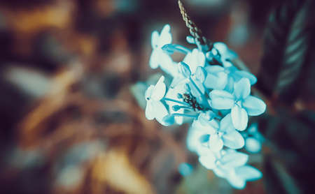 soft focus violet flower relax spring nature wallpaper backgroundの写真素材