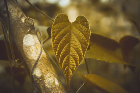 abstract nature backgroundの写真素材