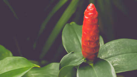 red flower   with green leaves  spring nature background