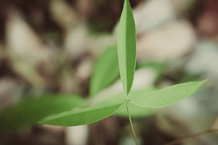 green leave spring nature relax wallpaper  backgroundの写真素材