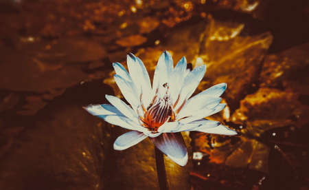 violet lotus flower vintage filter effectの写真素材
