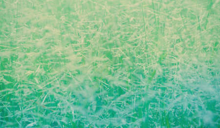 wild grass flower  spring nature wallpaper background