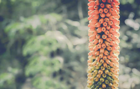 Colorful Konjac  fruit  spring nature  wallpaper background